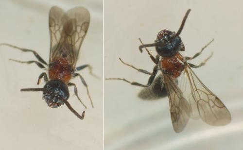 Réf. 285 209 : Myrmilla triareolata